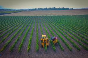 Grape harvest - view from above
